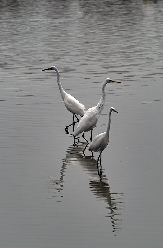 Agró blanc (Ardea alba)