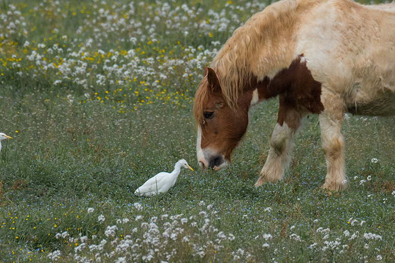 Esplugabous (Bubulcus ibis) i  Cavall