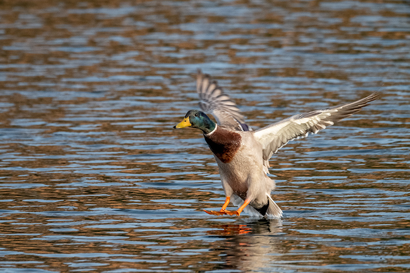 Ànec collverd (Anas platyrhynchos)