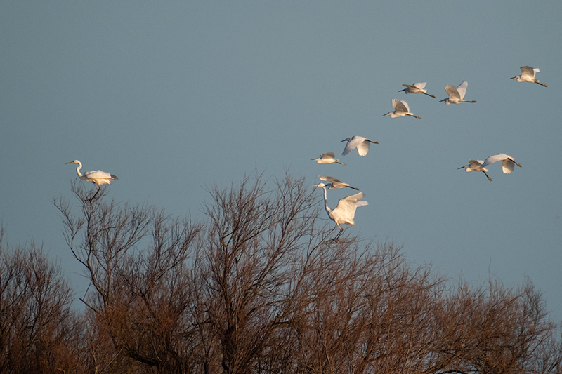 Agró blanc (Ardea alba)