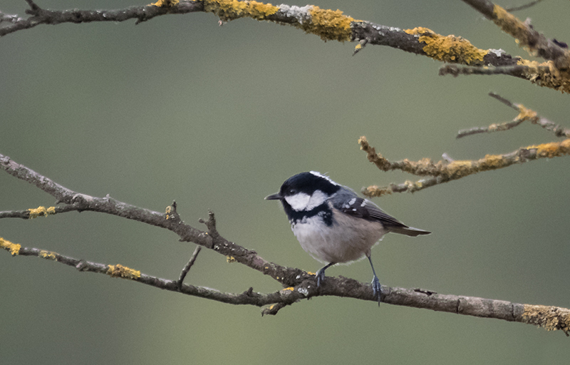 Mallerenga petita (Parus ater)