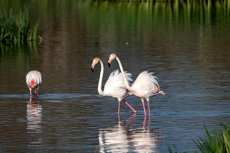 Flamenc  Phoenicopterus ruber