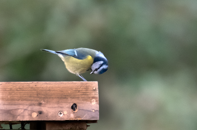 Mallerenga blava (Parus caeruleus)