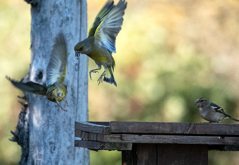 Femella de Pinsà comú (Fringilla coelebs)  Mascle de Verdum (Carduelis chloris)
