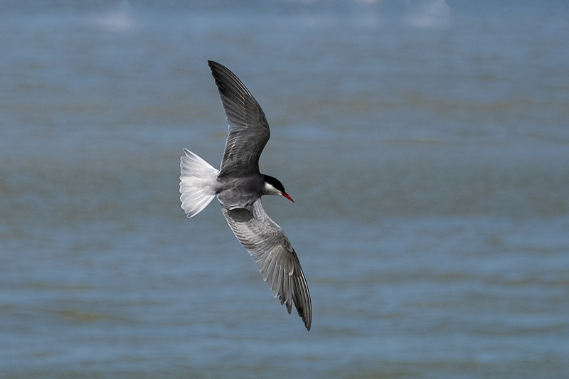 Fumarell carablanc (Chlydonias hybridus)