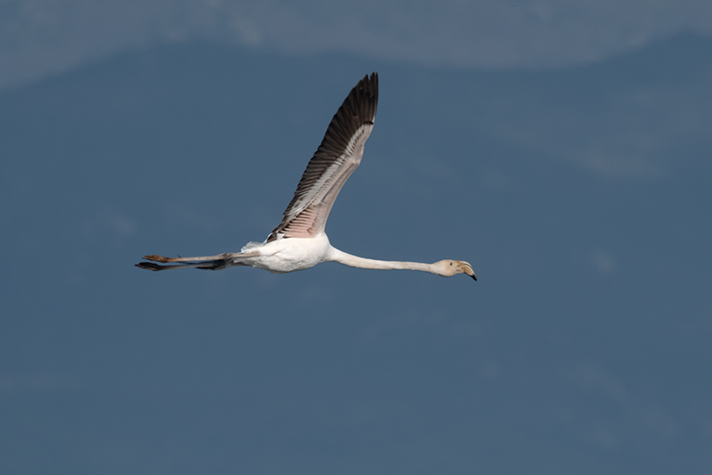 Flamenc. Phoenicopterus ruber