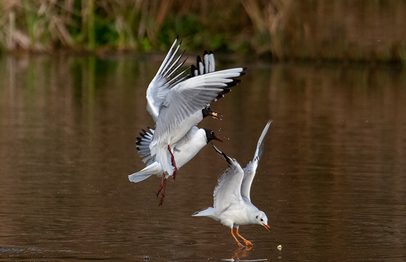 Gavina vulgar (Larus ridibundus)