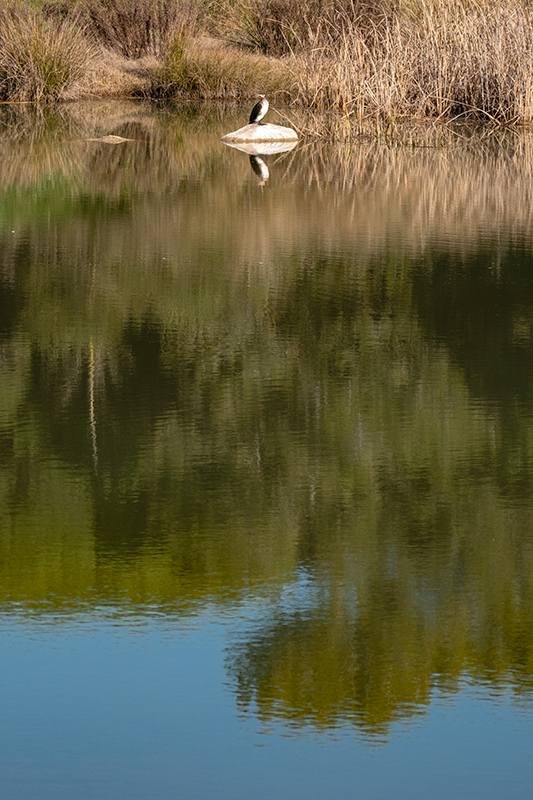 Corb marí (Phalacrocorax carbo)