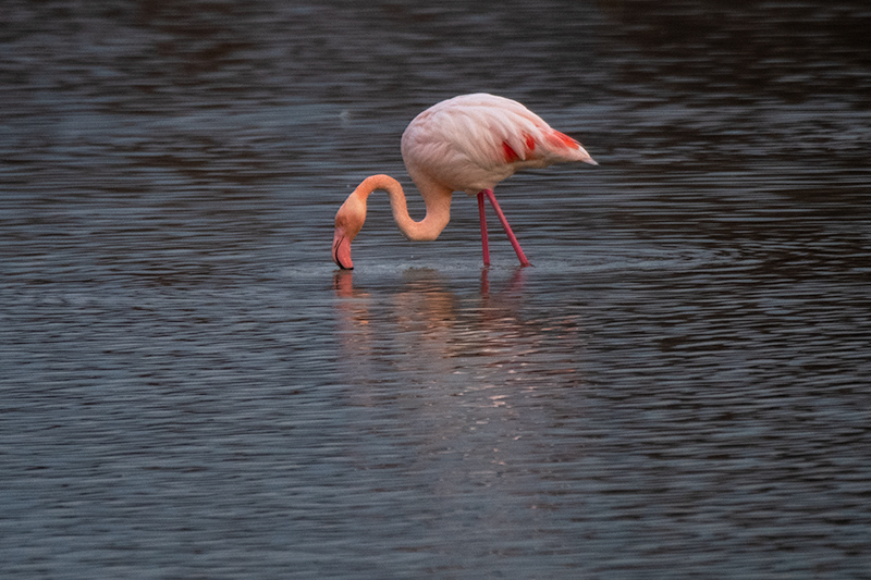 Flamenc (Phoenicopterus ruber).