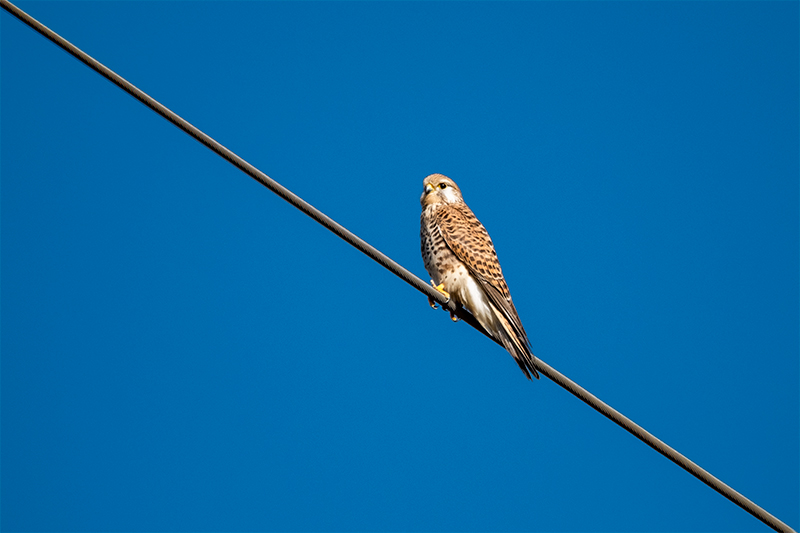 Xoriguer comú (Falco tinnunculus)