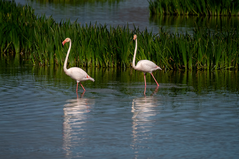 Flamenc. Phoenicopterus ruber