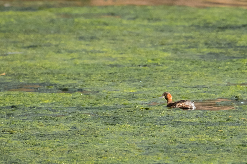 Cabusset (Tachybaptus ruficollis)