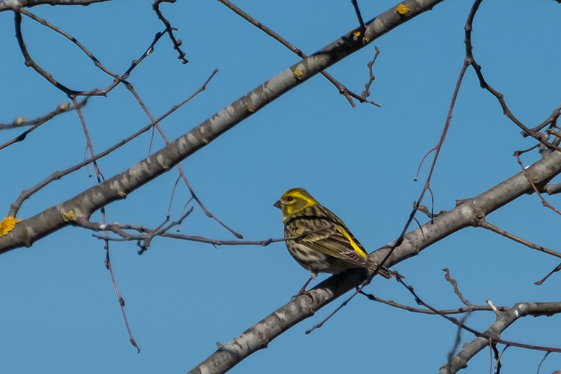 Gafarró (Serinus serinus)