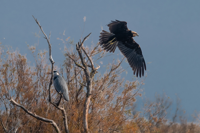 Arpella vulgar (Circus aeruginosus)