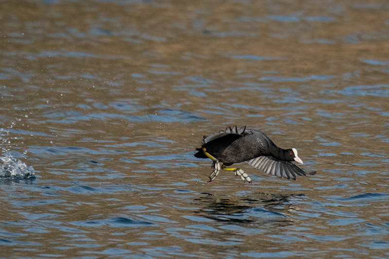 Fotja (Fulica atra)