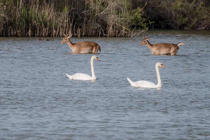 Cigne mut (Cygnus olor) i  Daines. (Dama dama)