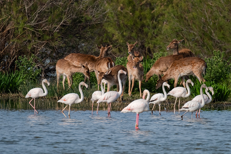 Daines. (Dama dama) i Flamenc (Phoenicopterus ruber).