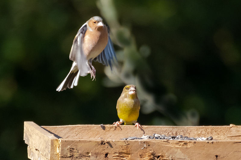 Pinsà comú (Fringilla coelebs) Verdum (Carduelis chloris)