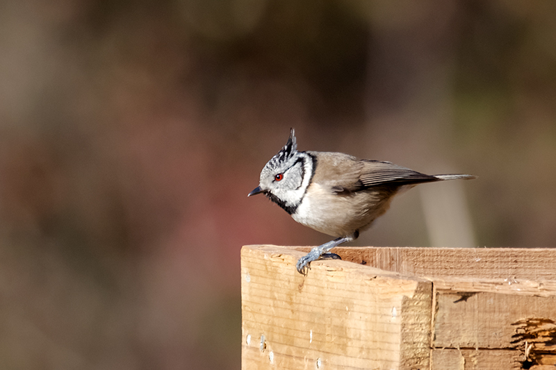 Mallerenga emplomallada (Parus cristatus)