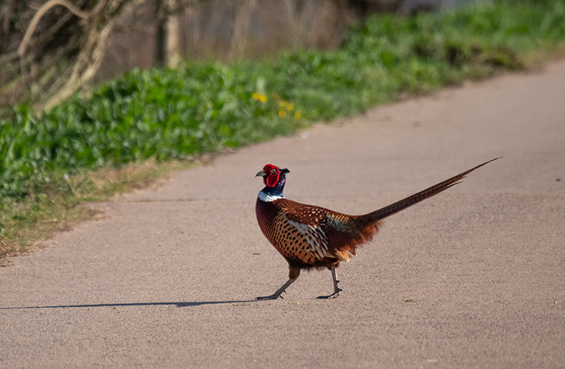 Faisà ( Phasianus colchicus )