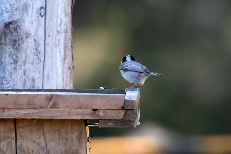 Mallerenga petita (Parus ater)