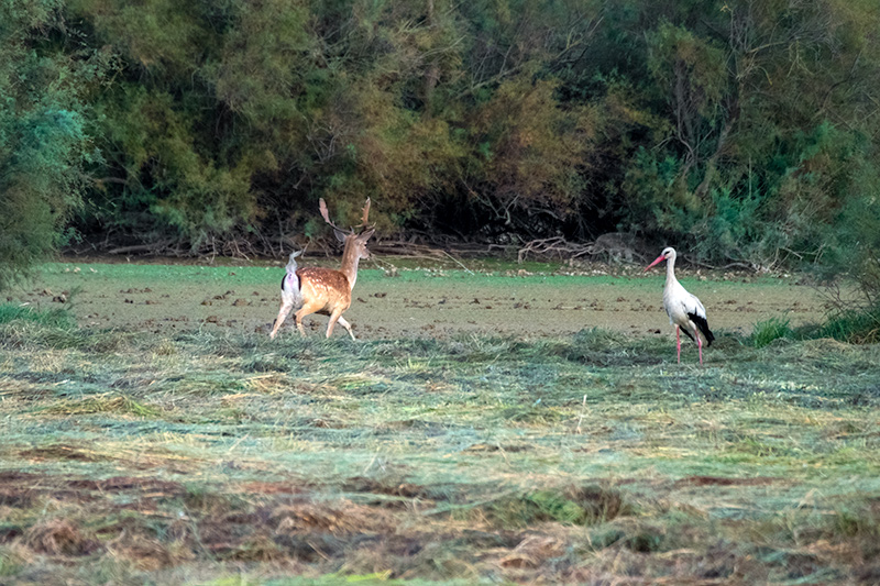 Daina. (Dama dama) Cigonya (Ciconia ciconia)