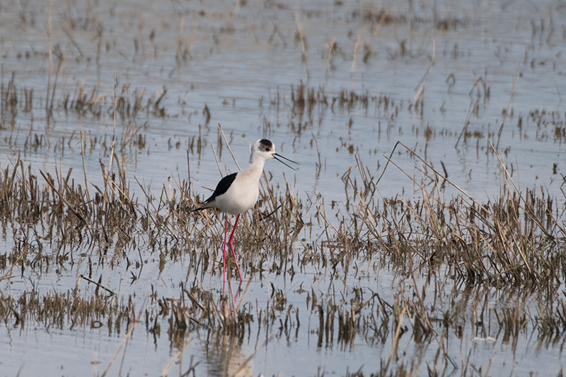 Cames llargues (Himantopus himantopus)