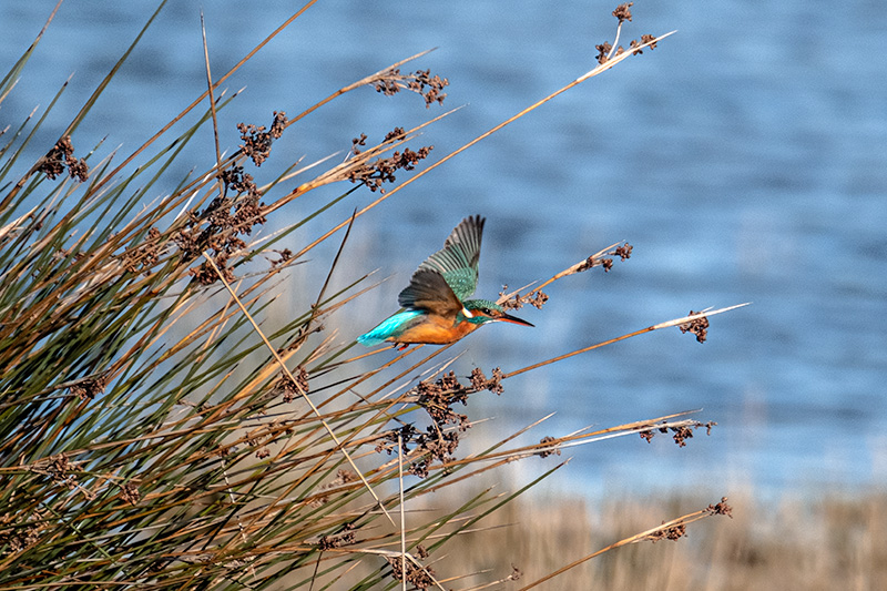 Blauet (Alcedo atthis)