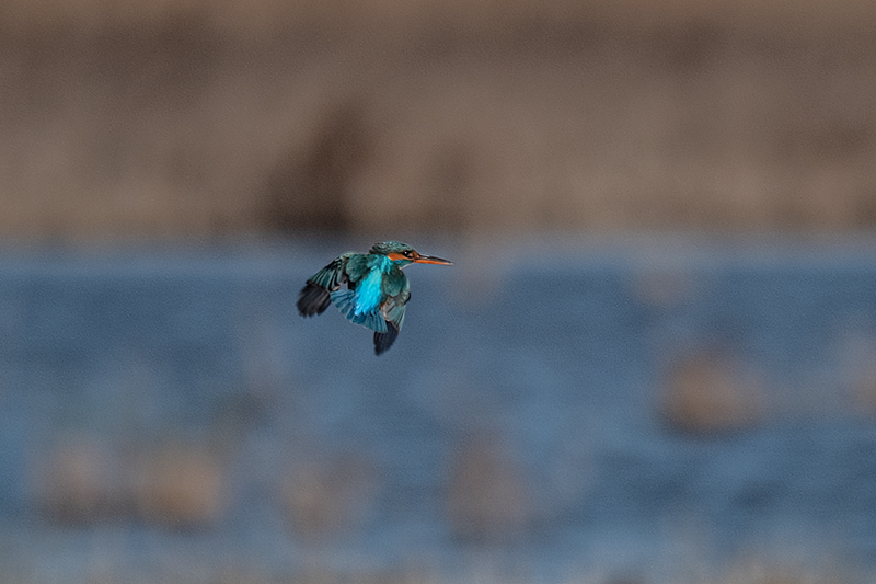 Blauet (Alcedo atthis)