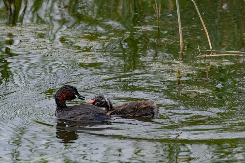 Cabusset (Tachybaptus ruficollis)