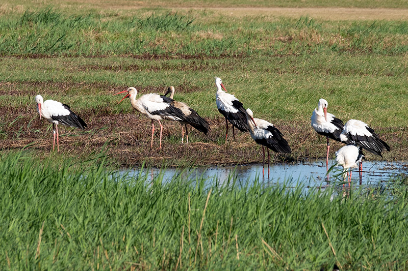 Cigonya (Ciconia ciconia)