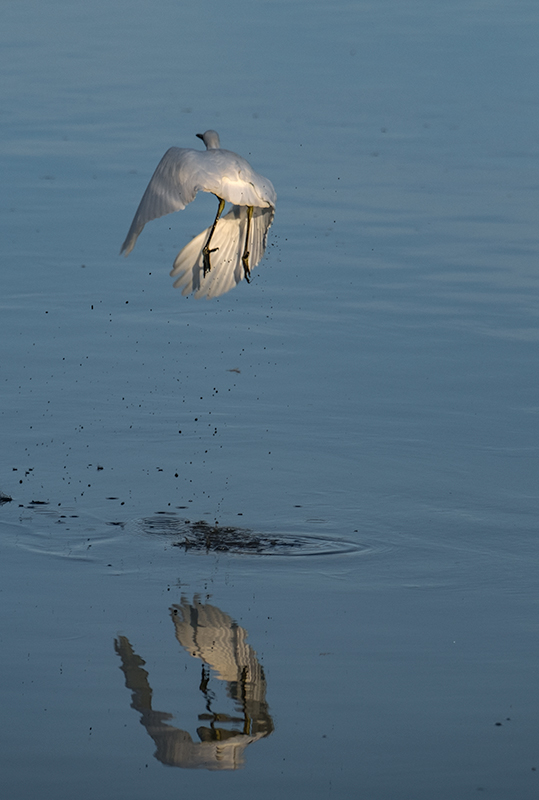 Martinet blanc (Egretta garzetta)