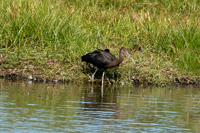 Capó reial ( Plegadis fascinellus )