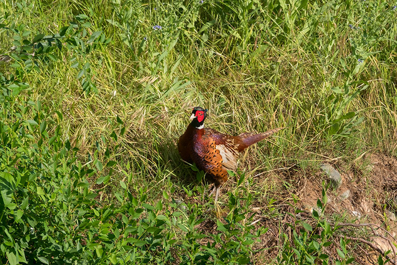 Faisà (Phasianus colchicus)