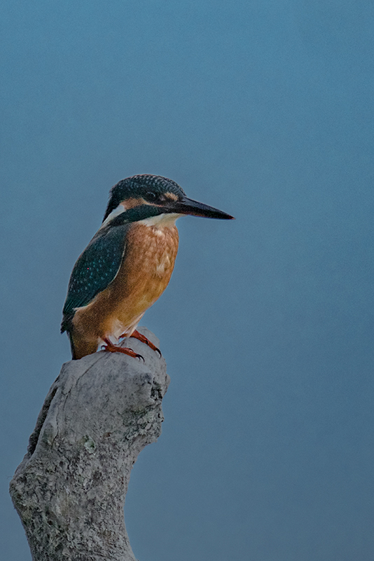 Blauet (Alcedo atthis)