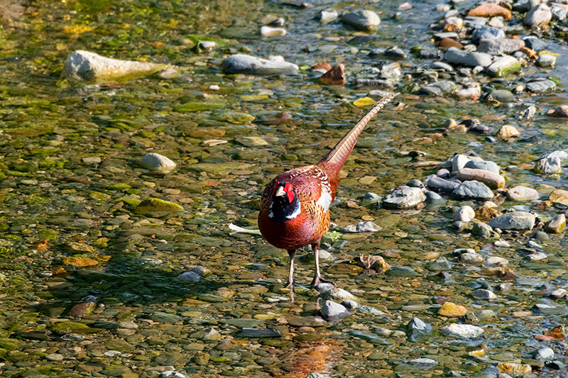 Faisà (Phasianus colchicus)