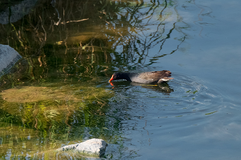 Polla d'aigua (Gallinula chloropus)