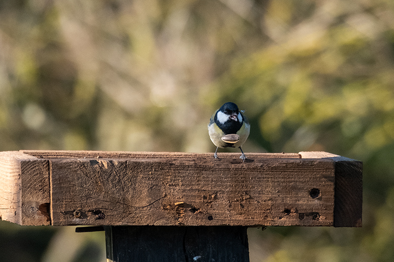 Mallerenga carbonera (Parus major)