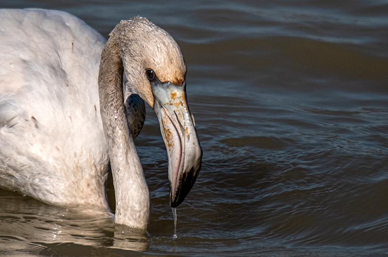 Flamenc (Phoenicopterus ruber)