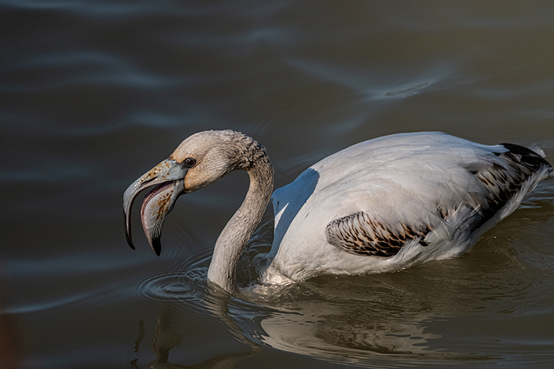 Flamenc ( Phoenicopterus ruber )