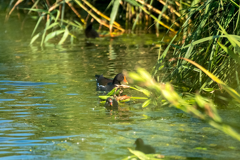 Polla d'aigua (Gallinula chloropus)