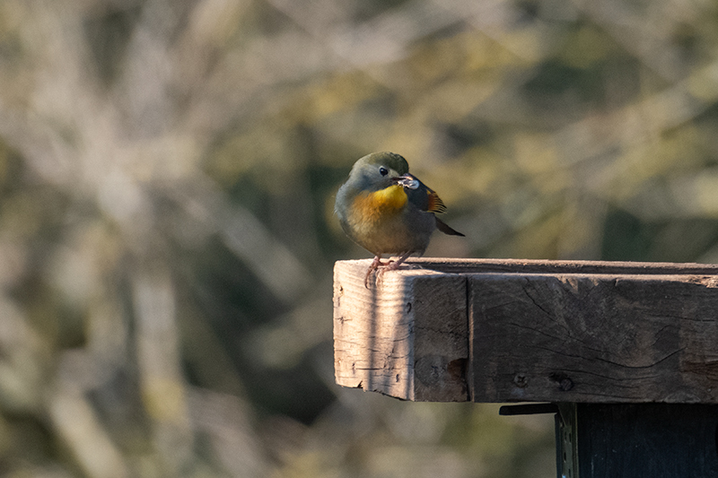 Rossinyol del Japó (Leiothrix lutea)