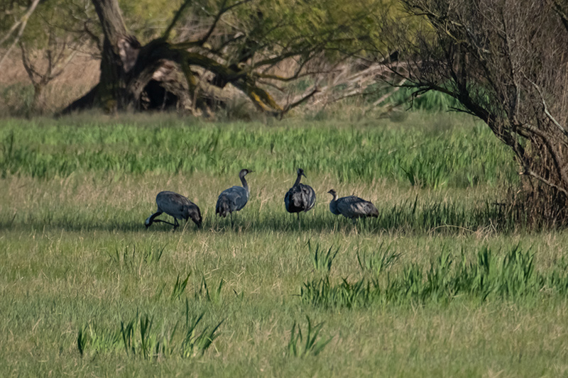 Grues (Grus grus)