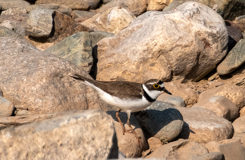 Corriol petit (Charadrius dubius)