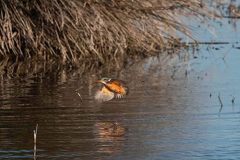 Blauet (Alcedo atthis)