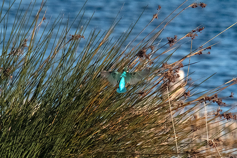 Blauet (Alcedo atthis)