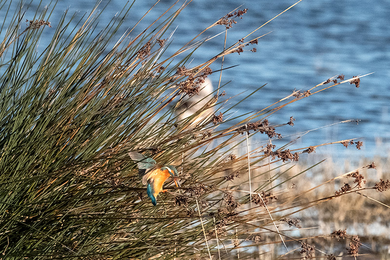 Blauet (Alcedo atthis)