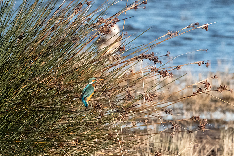 Blauet (Alcedo atthis)