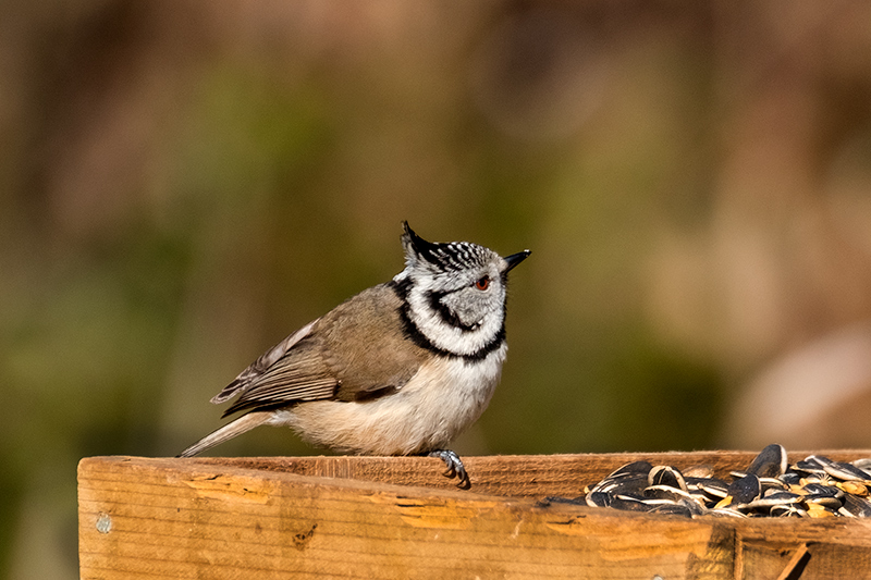 Mallerenga emplomallada (Parus cristatus)