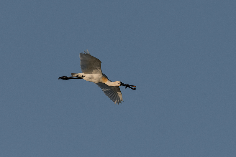 Bec planer ( Platalea leucorodia )